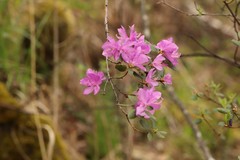 Rhododendron dauricum