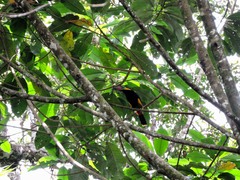 Selenidera reinwardtii