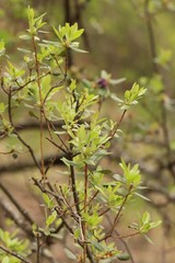 Rhododendron dauricum