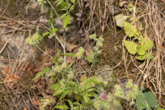Torilis leptophylla