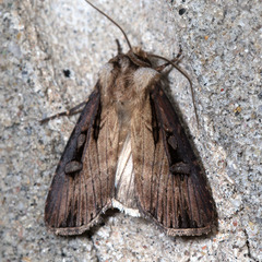 Agrotis volubilis