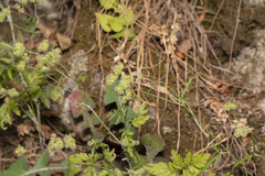 Torilis leptophylla