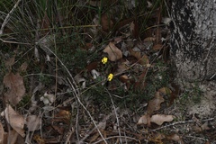 Hibbertia gracilipes