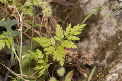 Torilis leptophylla