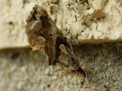 Plusiodonta compressipalpis