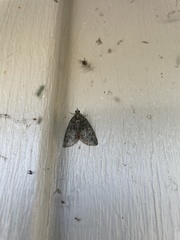 Hydriomena transfigurata