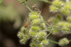 Torilis leptophylla