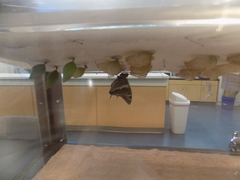 Charaxes castor