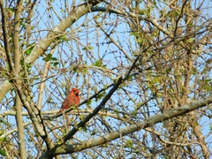 Cardinalis cardinalis