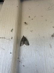 Hydriomena transfigurata