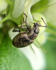 Peritelus sphaeroides