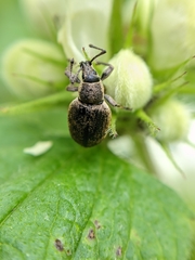 Peritelus sphaeroides