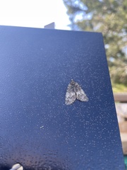 Hydriomena transfigurata