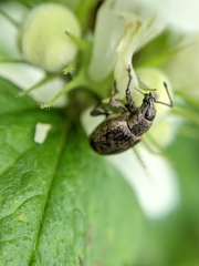 Peritelus sphaeroides