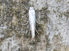Phyllonorycter harrisella