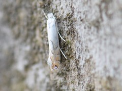 Phyllonorycter harrisella
