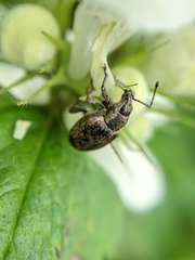 Peritelus sphaeroides