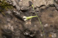 Silene echinospermoides