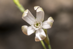 Silene echinospermoides