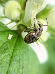 Peritelus sphaeroides