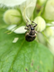 Peritelus sphaeroides