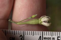 Silene echinospermoides