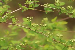 Spiraea chamaedryfolia