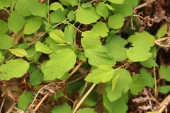 Spiraea chamaedryfolia