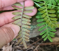 Pleopeltis michauxiana