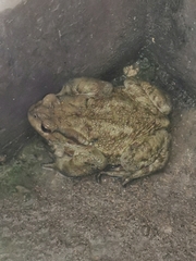 Bufo