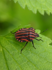 Graphosoma italicum italicum