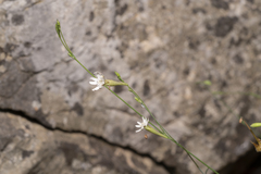 Silene echinospermoides