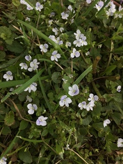 Veronica filiformis