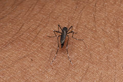 Aedes cretinus