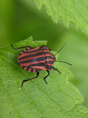 Graphosoma italicum italicum