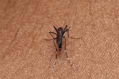 Aedes cretinus
