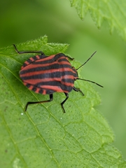 Graphosoma italicum italicum