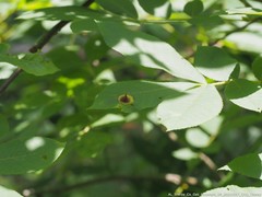 Phylloxera caryaefoliae