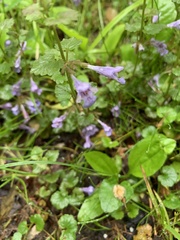Glechoma hederacea