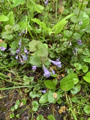 Glechoma hederacea
