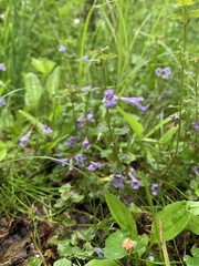 Glechoma hederacea
