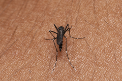 Aedes cretinus