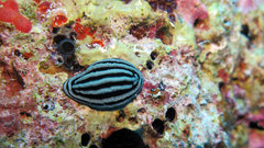 Phyllidiella rosans