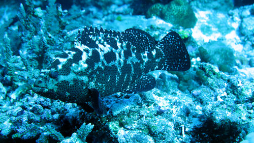 Camouflage Grouper — seen at this dive site