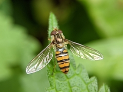 Episyrphus balteatus