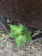 Acer negundo