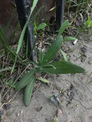 Cirsium arvense