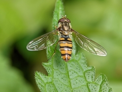 Episyrphus balteatus