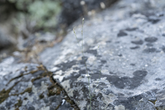 Silene echinospermoides
