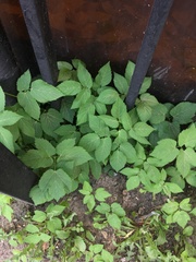 Aegopodium podagraria